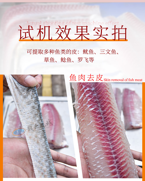 去魚(yú)皮機分離魚(yú)皮實(shí)拍效果圖 去魚(yú)皮機分離魚(yú)皮實(shí)拍效果圖